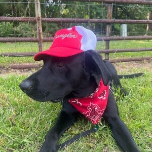 Wrangler Red Dog Accessories Set for Labradors